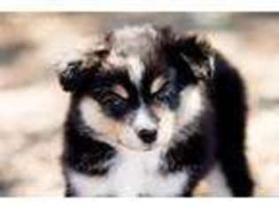 Miniature Australian Shepherd Puppy for sale in Tonopah, AZ, USA