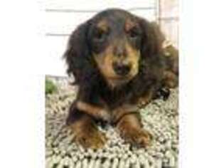Dachshund Puppy for sale in Millmont, PA, USA