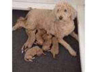Goldendoodle Puppy for sale in Salineville, OH, USA