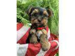 Yorkshire Terrier Puppy for sale in Salt Lick, KY, USA