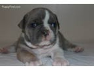 Bulldog Puppy for sale in Emporia, VA, USA