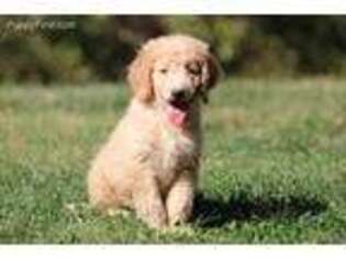 Goldendoodle Puppy for sale in Durham, NC, USA