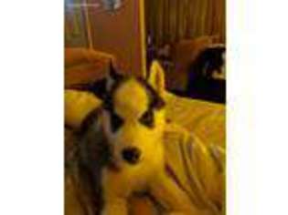 Siberian Husky Puppy for sale in Moreno Valley, CA, USA