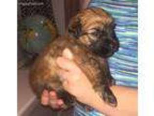 Soft Coated Wheaten Terrier Puppy for sale in Olathe, KS, USA