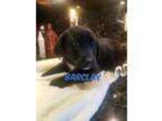Labrador Retriever Puppy for sale in North Brunswick, NJ, USA