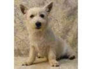 West Highland White Terrier Puppy for sale in Poplar Bluff, MO, USA