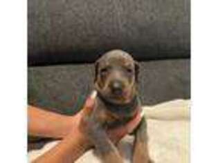 Doberman Pinscher Puppy for sale in Homestead, FL, USA