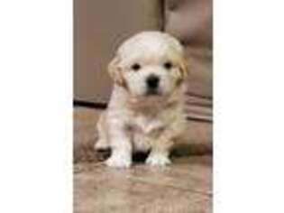 Mutt Puppy for sale in Green Bay, WI, USA