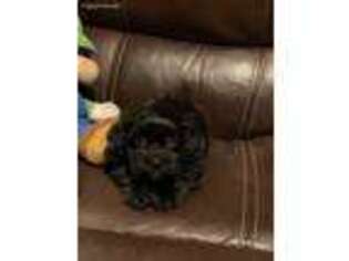 Shih-Poo Puppy for sale in Plymouth Meeting, PA, USA