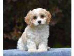 Cavachon Puppy for sale in Paxinos, PA, USA