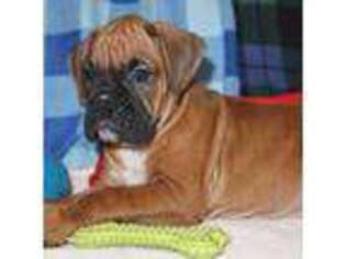 Boxer Puppy for sale in Denver, PA, USA