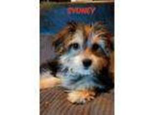 Mutt Puppy for sale in North Brunswick, NJ, USA
