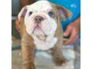 Bulldog Puppy for sale in Sarasota, FL, USA