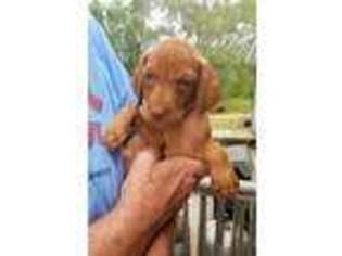 Vizsla Puppy for sale in Stockton, MO, USA