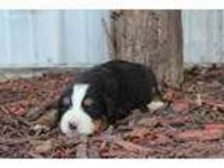 Bernese Mountain Dog Puppy for sale in Seymour, IA, USA