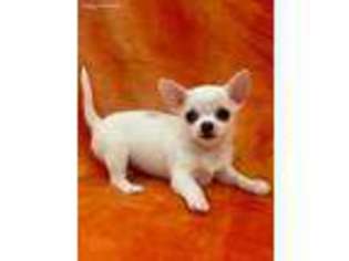 Chihuahua Puppy for sale in Kiowa, CO, USA