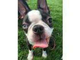 Boston Terrier Puppy for sale in SAINT LOUIS, MO, USA