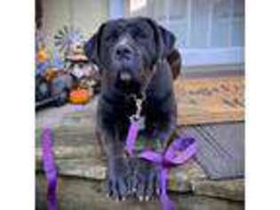 Boerboel Puppy for sale in Lake Stevens, WA, USA