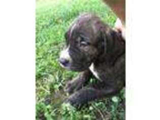 Cane Corso Puppy for sale in Lula, GA, USA
