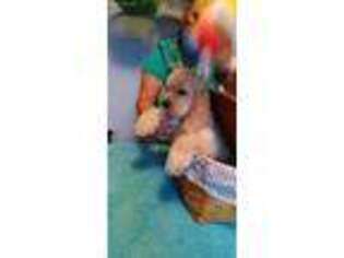 Cocker Spaniel Puppy for sale in Clewiston, FL, USA