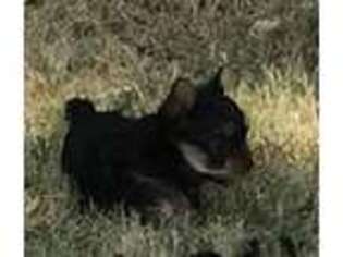 Yorkshire Terrier Puppy for sale in Suffolk, VA, USA