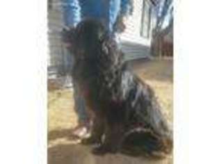 Newfoundland Puppy for sale in Fritch, TX, USA