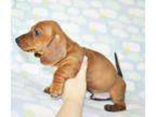 Dachshund Puppy for sale in Roseville, CA, USA