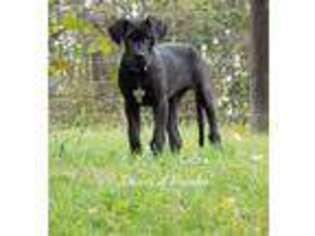 Great Dane Puppy for sale in Dundee, OH, USA