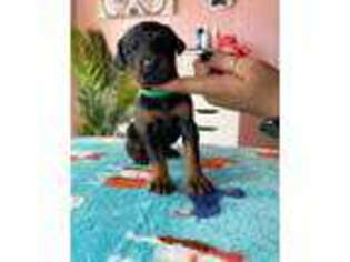 Doberman Pinscher Puppy for sale in Modesto, CA, USA