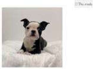 Boston Terrier Puppy for sale in Orlando, FL, USA