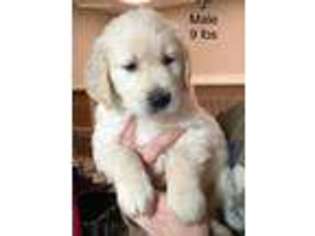 Golden Retriever Puppy for sale in Augusta, ME, USA