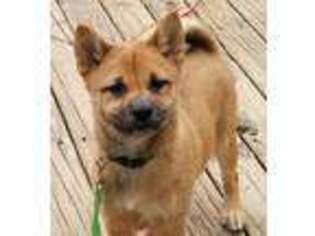 Shiba Inu Puppy for sale in East Rutherford, NJ, USA