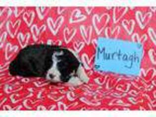 Mutt Puppy for sale in Faribault, MN, USA
