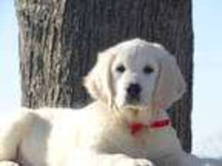 Mutt Puppy for sale in Craigville, IN, USA