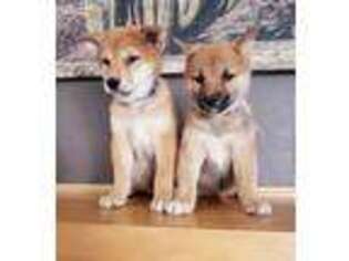 Shiba Inu Puppy for sale in Madison, WI, USA