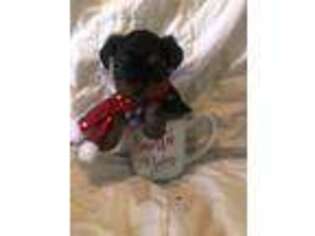 Yorkshire Terrier Puppy for sale in Boyce, LA, USA