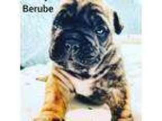 Bulldog Puppy for sale in Ballwin, MO, USA