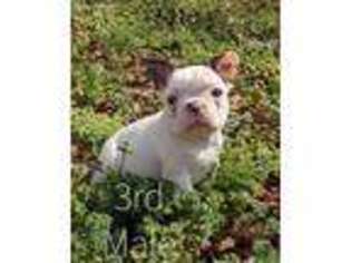French Bulldog Puppy for sale in Langston, AL, USA