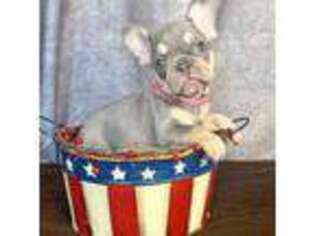 French Bulldog Puppy for sale in Baldwin, WI, USA