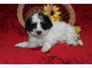 Mutt Puppy for sale in Myerstown, PA, USA