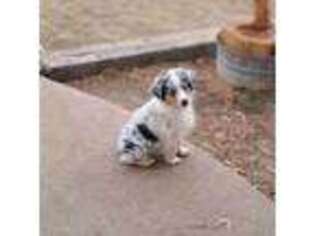 Miniature Australian Shepherd Puppy for sale in Susanville, CA, USA