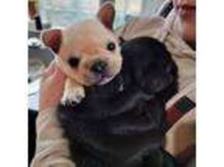 French Bulldog Puppy for sale in Vermontville, MI, USA