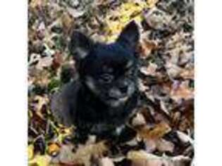 Chihuahua Puppy for sale in Strawberry, AR, USA