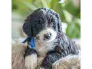 Mutt Puppy for sale in Midlothian, TX, USA