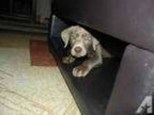 Labrador Retriever Puppy for sale in BALDWIN, WI, USA