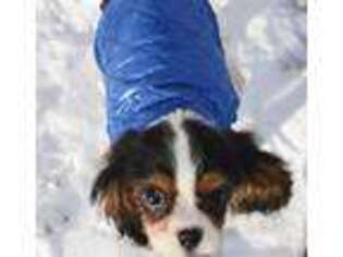 Cavalier King Charles Spaniel Puppy for sale in Dallas, TX, USA