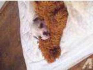 French Bulldog Puppy for sale in ATTALLA, AL, USA