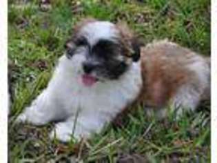 Lhasa Apso Puppy for sale in Titusville, FL, USA