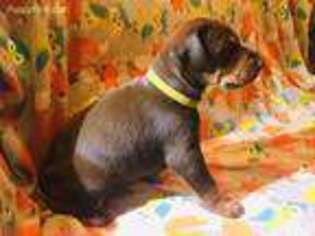 Doberman Pinscher Puppy for sale in Leesburg, GA, USA