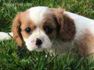 Cavalier King Charles Spaniel Puppy for sale in East Sparta, OH, USA